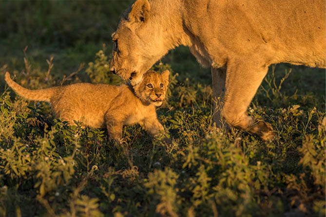 RS-212 11 Nights / 12 Days Northern Tanzania And Mafia Island