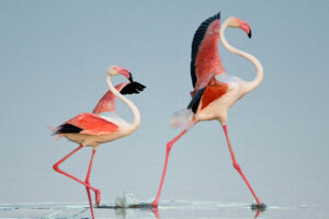 birdwatching safari