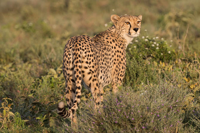 RS-603 2 Nights / 3 Days. Out Of Africa: Nairobi In 3 Days