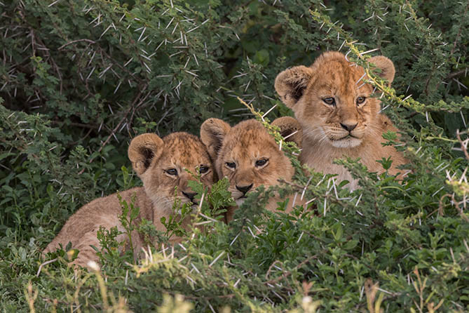 RS-605 4 Nights / 5 Days. Echoes of Nairobi & Naivasha: A Gentle Journey Through Kenya