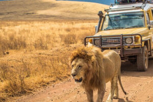 lion in the serengeti