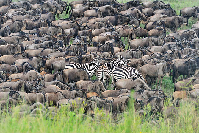 RS-304 3 Nights / 4 Days Selous Water and Wilderness
