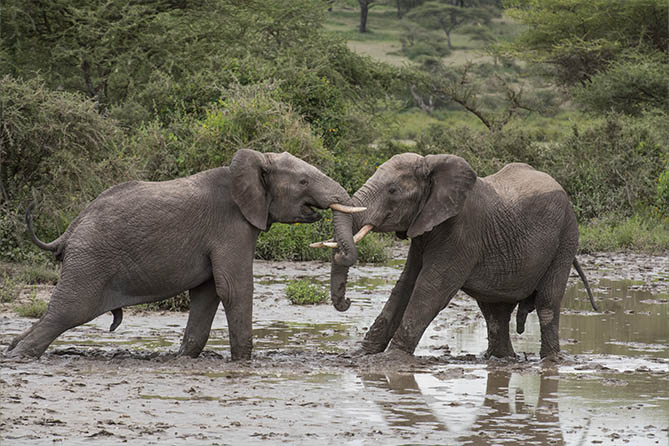 RS-306 5 Nights / 6 Days Untamed Frontiers, Selous and Ruaha