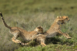 cheetahs in the savannah