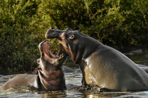 hippos fighting