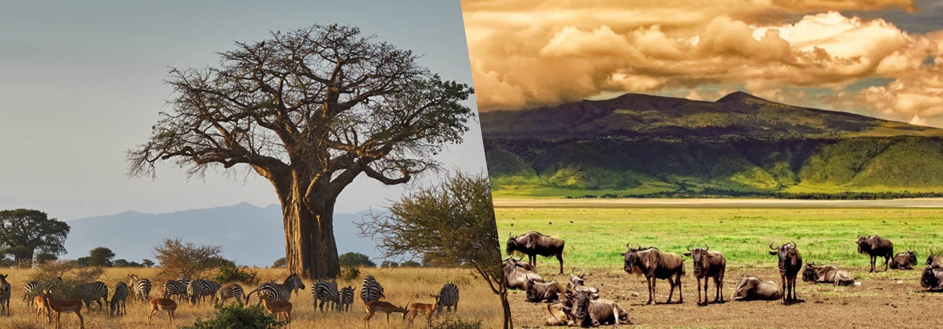 first time tanzania safari