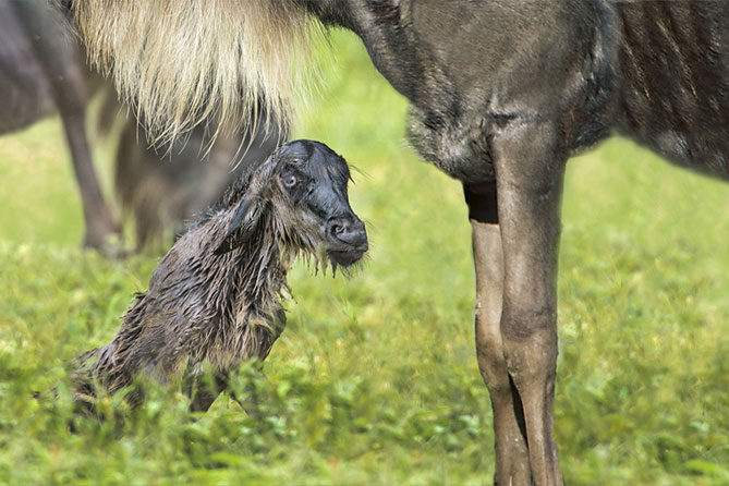 Calving Season in the Southern Serengeti