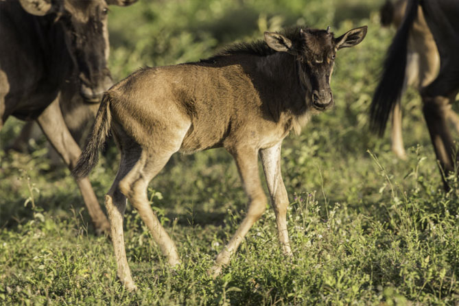 Calving Season in the Southern Serengeti