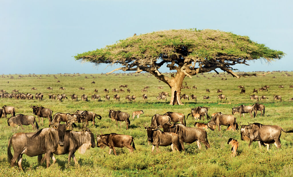 RS-104 3 Nights / 4 Days Safari. Tarangire & Ngorongoro Crater.