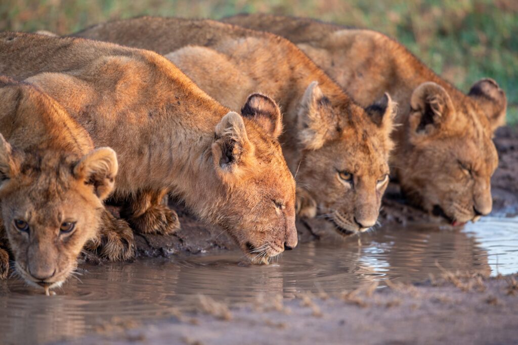 RS-103 2 Nights / 3 Days Safari. Tarangire/Lake Manyara & Ngorongoro Crater.