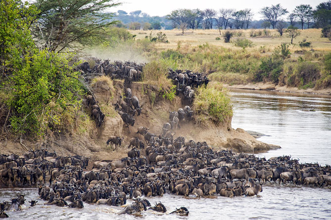 Wildebeest Migration in Northern Serengeti