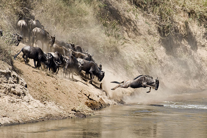 Wildebeest Migration in Northern Serengeti