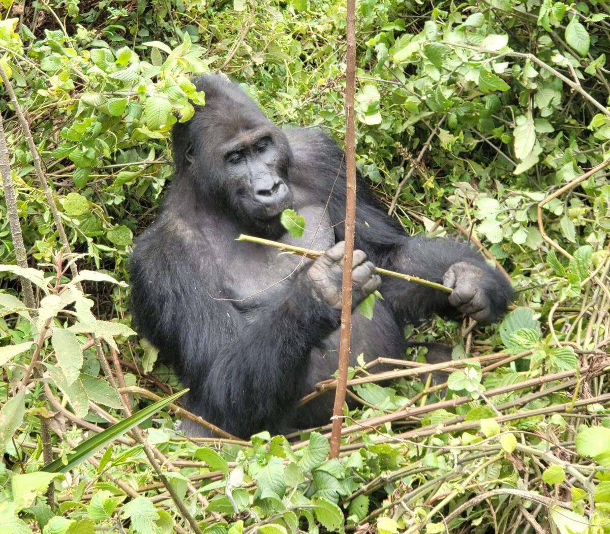5 Day Rwanda Gorilla Trek Safari (RS-505)